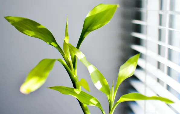 Leaves, the sun, green, sun, leaf, dracaena, dracaena