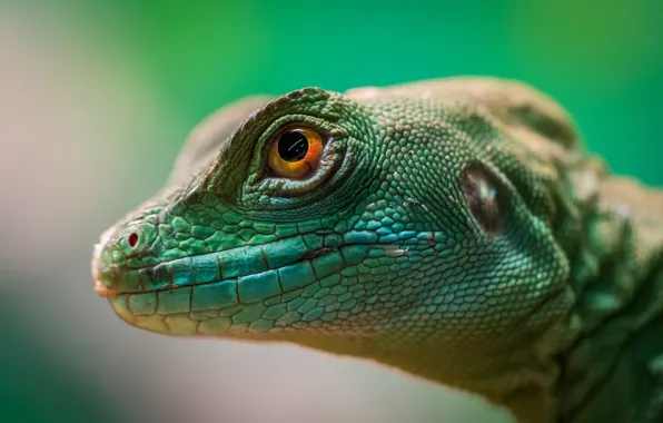 Eyes, Lizard, Head, Reptile, Head, Reptile, Animal, Eye
