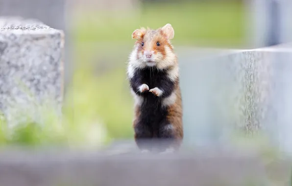 Hamster, concrete, stand, bokeh, rodent, karbysh