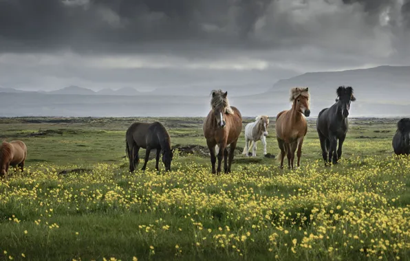 Field, mountains, overcast, horses, horse, Iceland, the herd