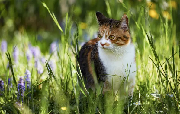 Cat, summer, grass, look, face, light, flowers, nature