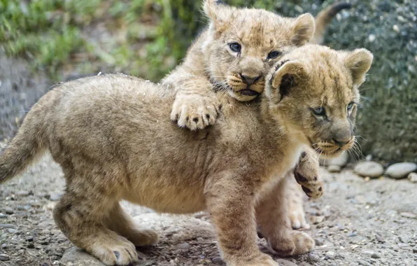 Picture cat, pair, cub, kitty, the cubs, lion, ©Tambako The Jaguar