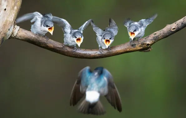 Picture birds, background, branch, Chicks, Quartet, hungry, American mangrove swallow
