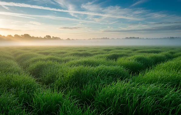 Field, the sky, grass, the sun, clouds, fog, spring, morning