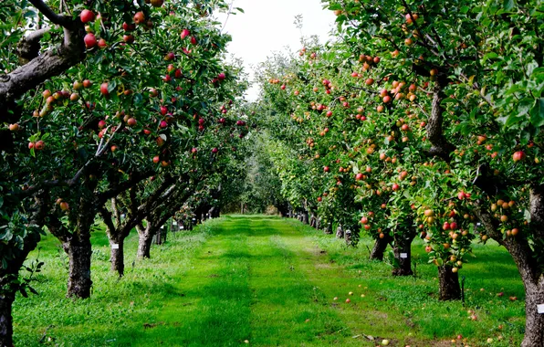 The sky, grass, trees, nature, lawn, apples, plants, grass