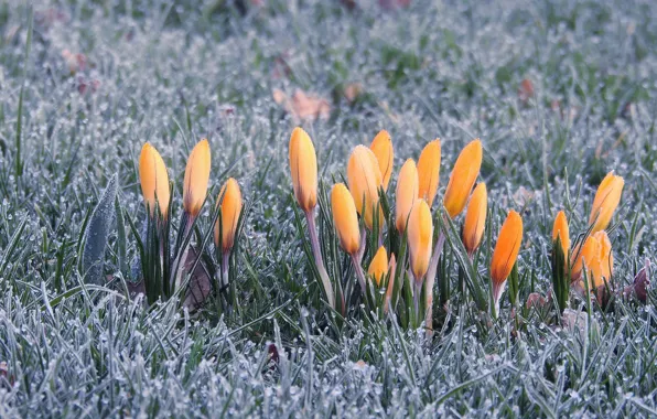 Frost, grass, drops, snow, flowers, Rosa, glade, spring