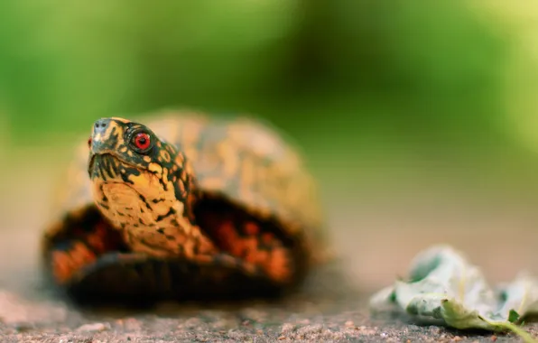 Picture nature, background, turtle