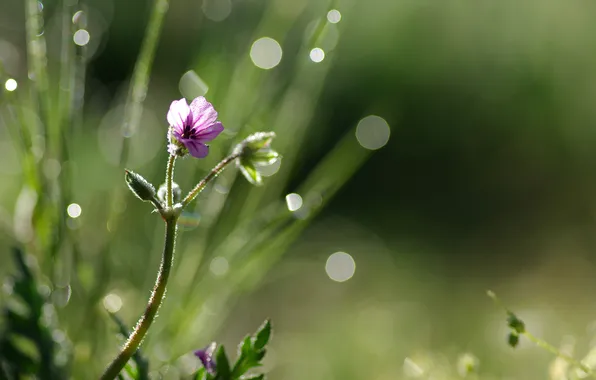Flower, drops, glare, background, the game, blur, light