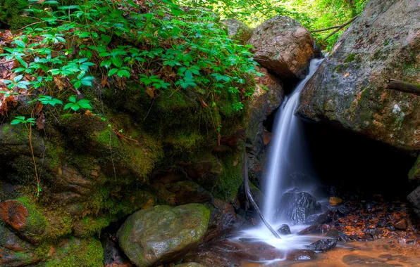 Forest, trees, stream, stones, waterfall