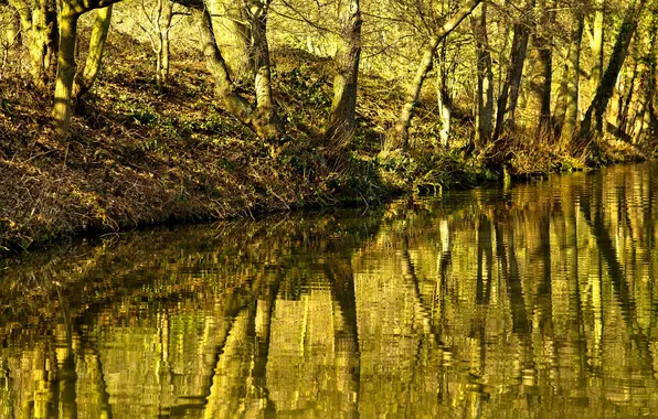 Trees, nature, river