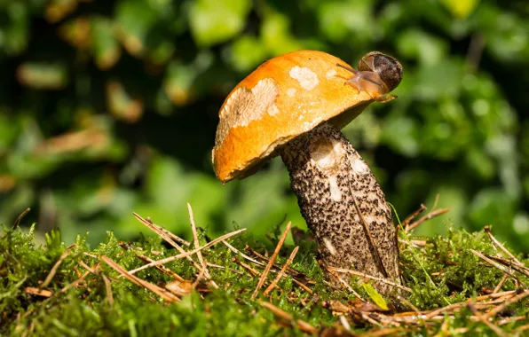 Macro, needles, mushroom, moss, snail, boletus, bokeh