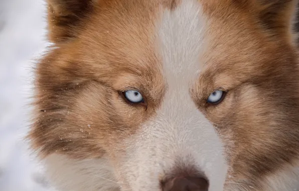 Eyes, snow, each, dog, husky, dog, eye, husky