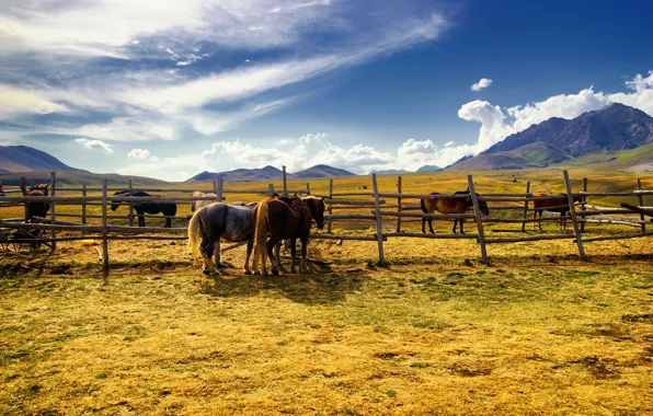 Field, the fence, horses