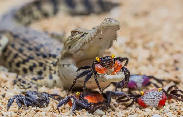 Together, crocodile, crabs