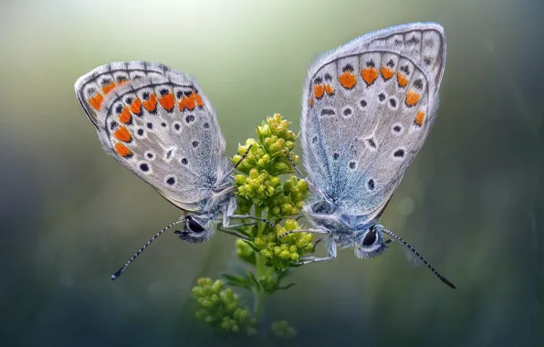 Flower, macro, butterfly, butterfly
