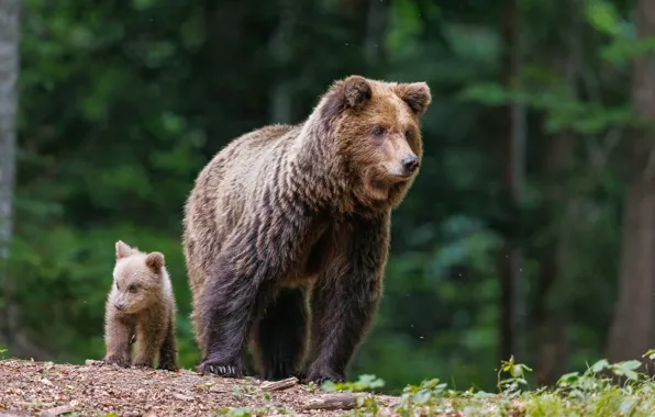 Forest, nature, pose, bear, bears, bear, bear, brown