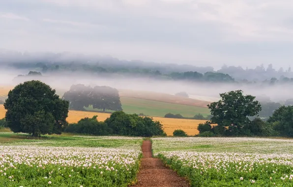 Field, summer, fog, Maki