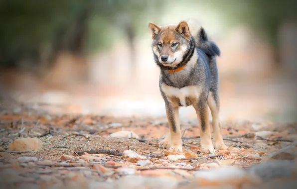 Look, nature, stones, background, dog, tail, collar, young