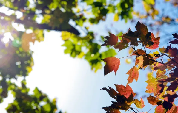 Picture autumn, the sky, branches, nature, foliage