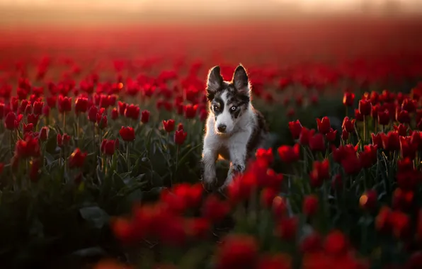 Look, light, flowers, nature, pose, dog, running, tulips