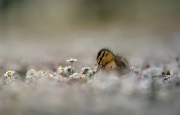 Picture flowers, nature, duck