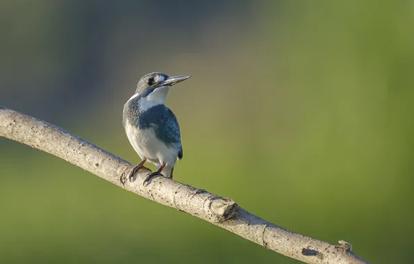 Bird, branch, bird