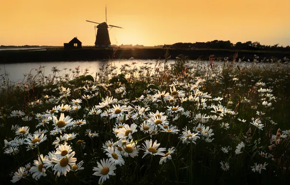 Flowers, shore, chamomile, pond, windmill, chamomile field