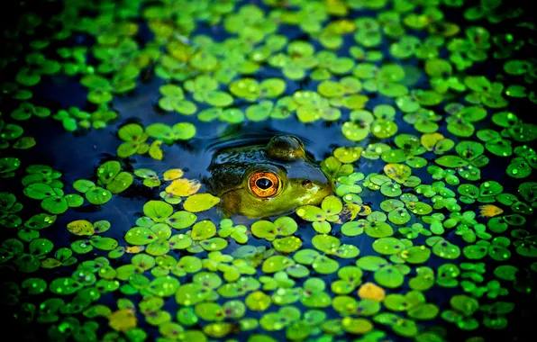 Picture pond, frog, spying