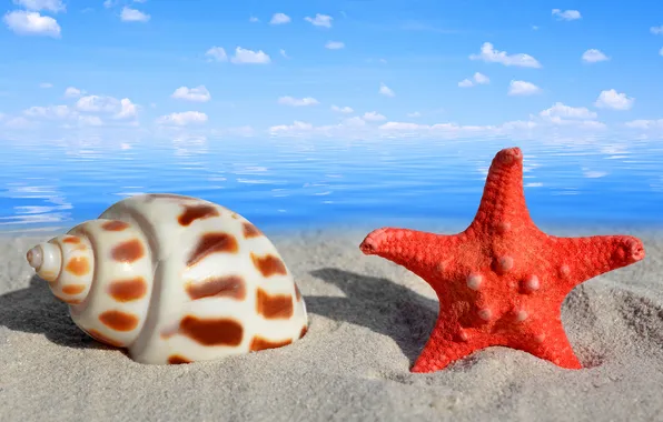 Sand, sea, macro, nature, shell, starfish