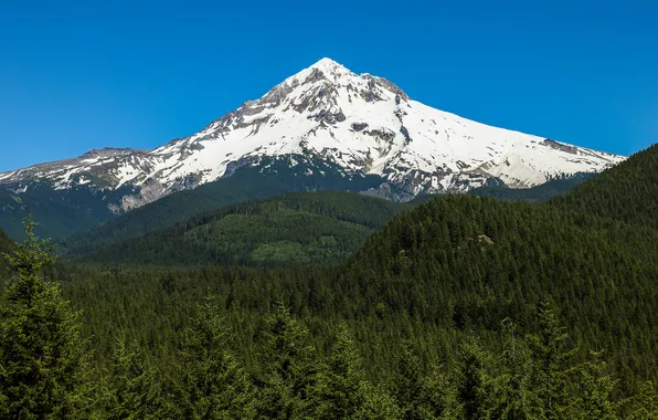 Picture forest, mountain, USA, USA, State of Oregon, Oregon