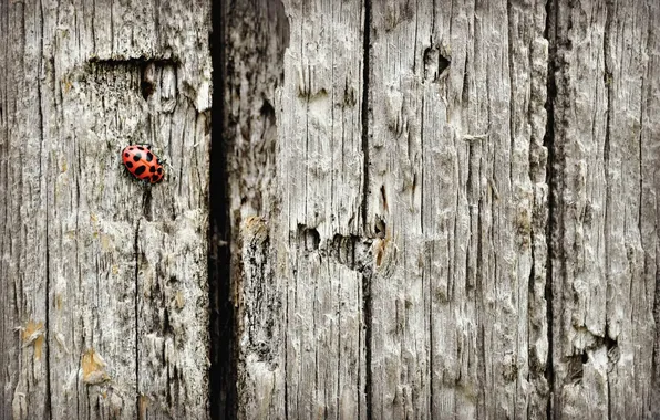 Picture background, the fence, texture