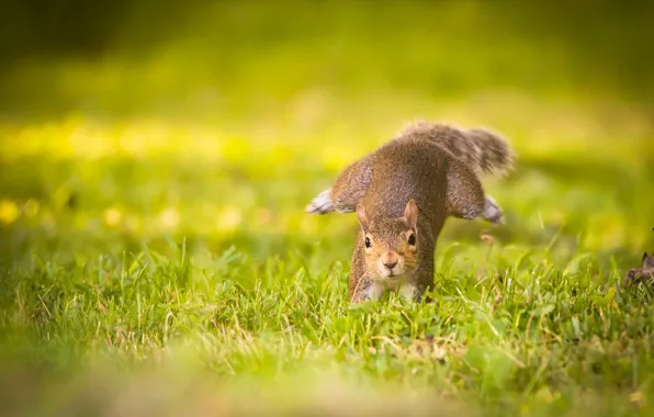 Picture grass, protein, running, running squirrel