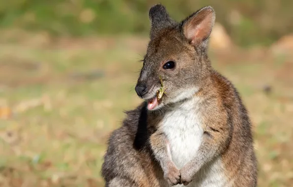 Look, light, background, portrait, legs, baby, kangaroo, face
