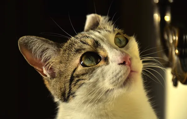 Picture cat, cat, look, face, light, room, portrait, green eyes