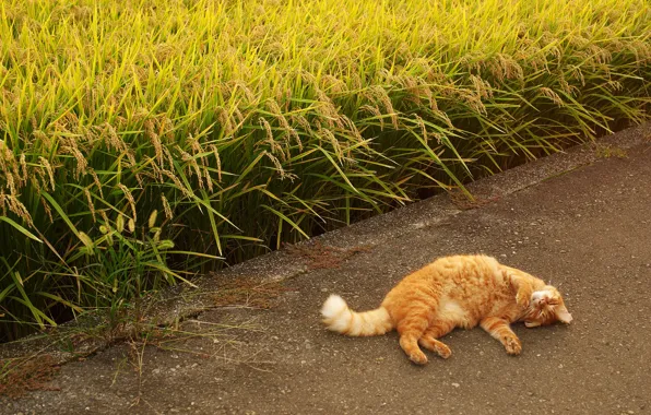 Road, field, summer, cat, pose, comfort, stay, sleep