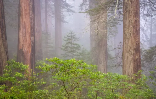 Picture forest, trees, fog