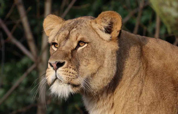 Picture Cat, Lioness, Animal, Wild