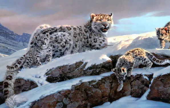 Picture winter, light, mountains, stones, rocks, IRBIS, snow leopard, cub