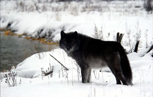 Picture nature, predator, animal, wolf, wildlife, portrait, portrait., Canis lupus. face
