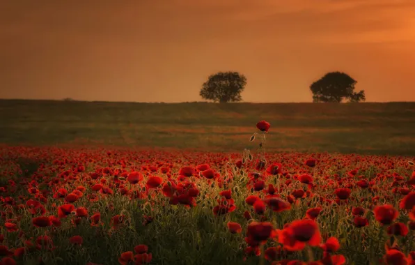 Picture field, trees, flowers, hills, Maki, meadow