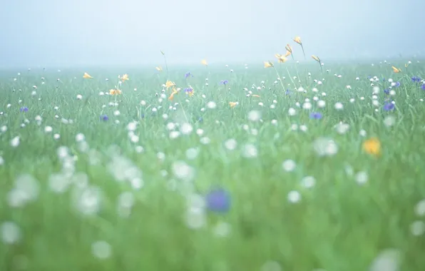Picture field, flowers, freshness, fog, morning