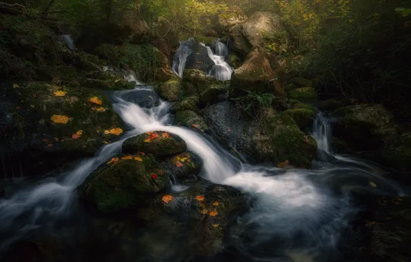 Autumn, forest, light, nature, river, stream, stream