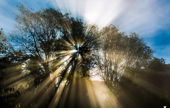 The sun, rays, nature, tree, spring, April, By © Graziano Rinna