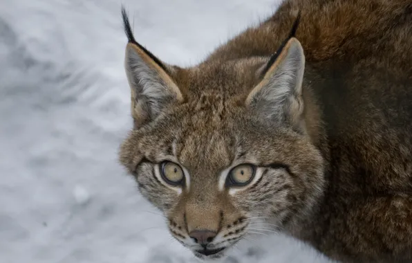 Picture cat, look, face, lynx