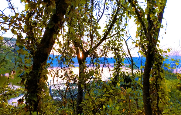 Sun, Water, Sunrise, Dawn, Morning, Lake, Trees, Reflection