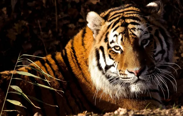 Picture look, face, tiger, lies, tiger, panthera tigris