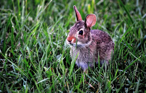 Grass, animal, Wallpaper, rabbit