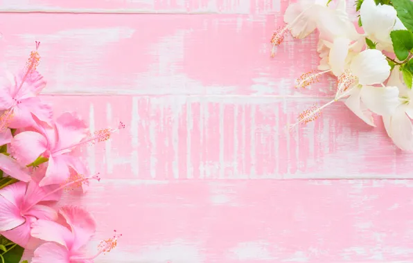 Flowers, background, pink, wood, pink, flowers