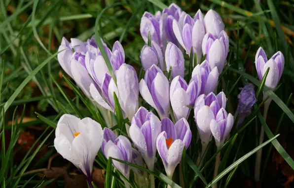 Greens, leaves, drops, flowers, glade, spring, crocuses, striped