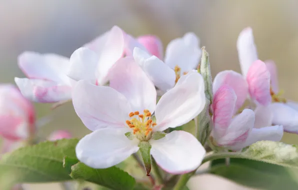 Flowers, branch, spring, pink, white, Apple, flowering, in bloom